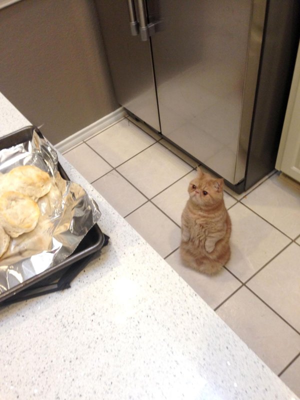 голодные котики