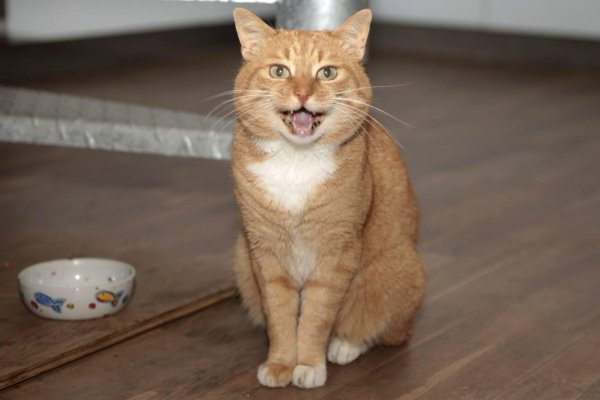 рыжего кота