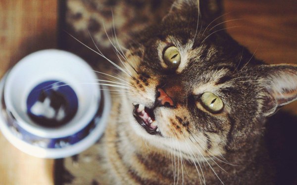 кошка мяукает