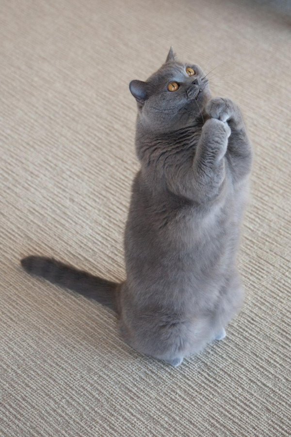 британская кошка