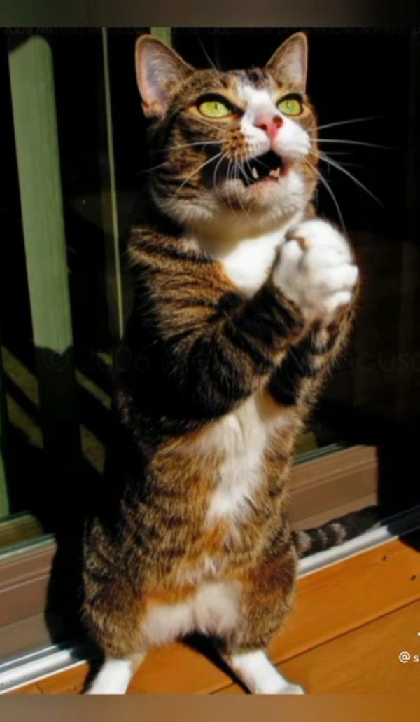 смешной котик