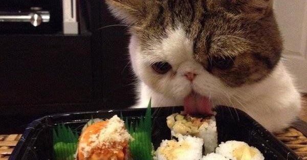 котики с едой