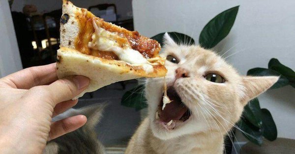 шутки про пиццу