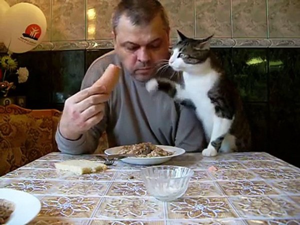 кошка обедает