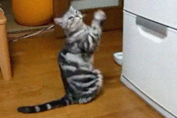 котенок танцует