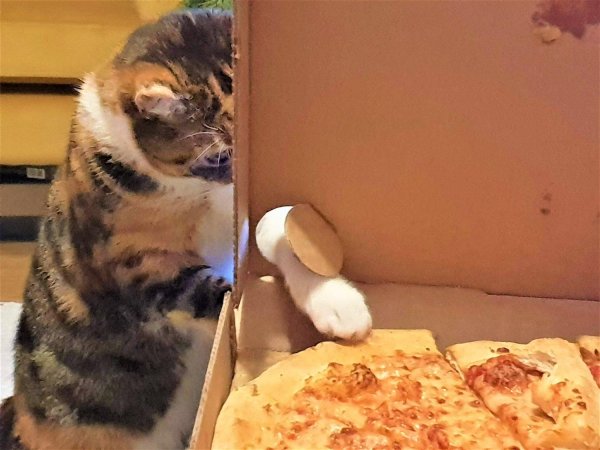 пицца прикол