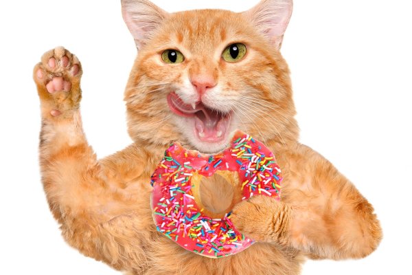 поющие котики