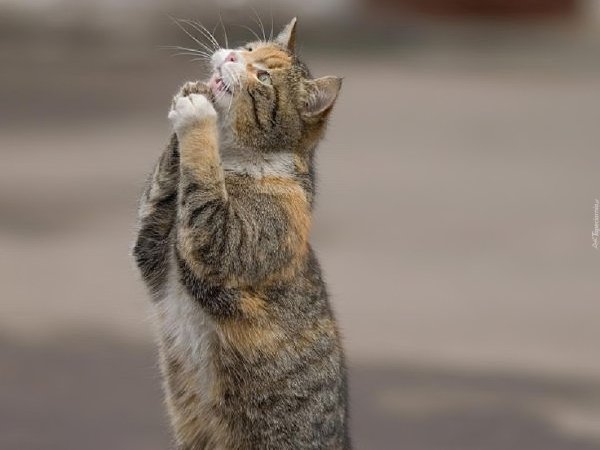 котенок просит прощения