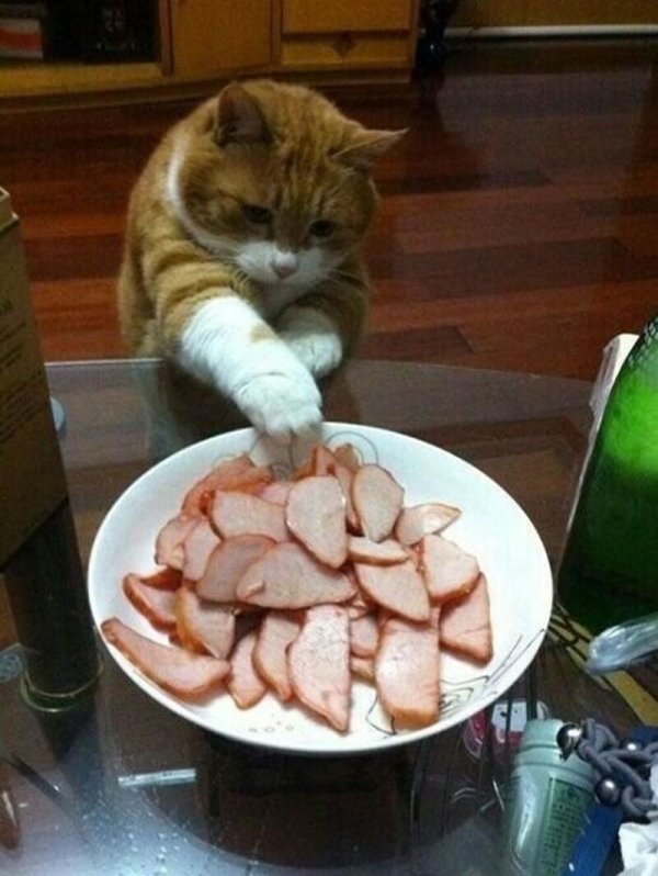кот тырит колбасу