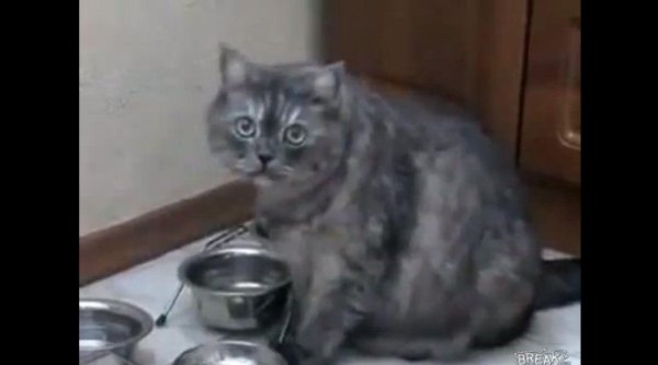 смешные моменты с котами