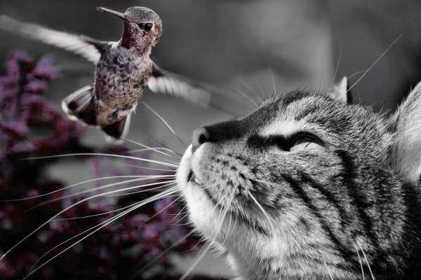 Птичка и кот