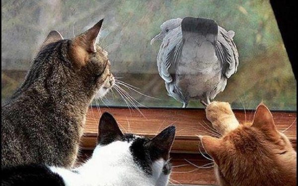 кошачья наглость