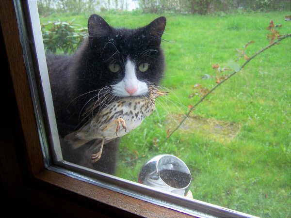 кошка прикольная