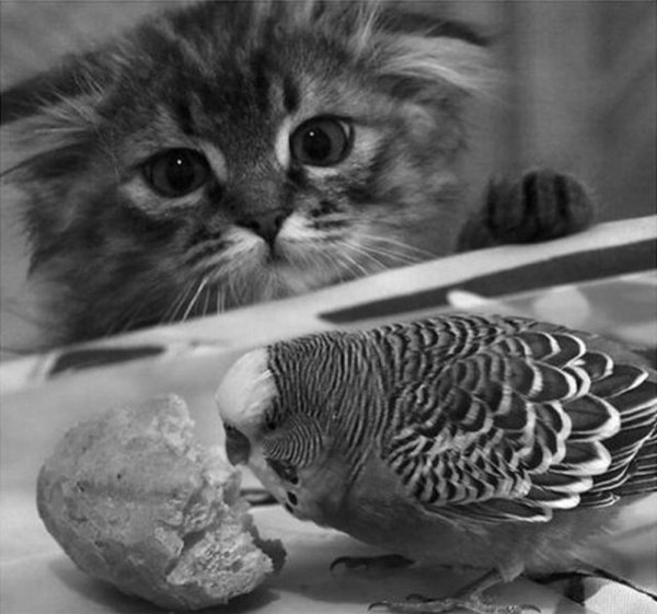 котики красивые