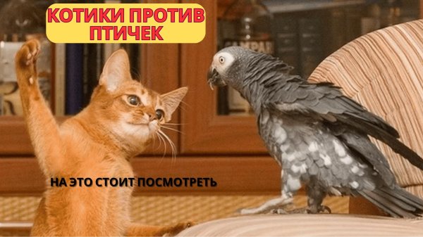 жако попугаи