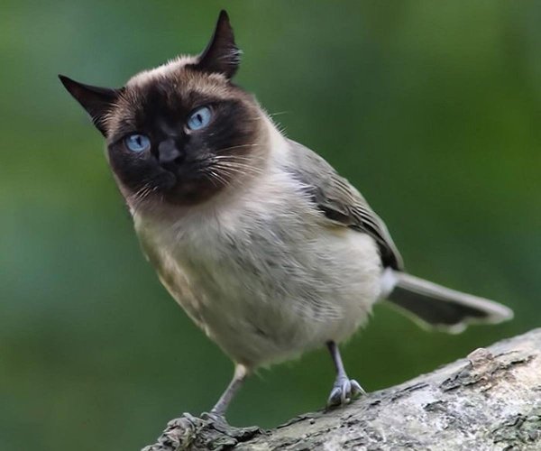 порода кошек сиамская