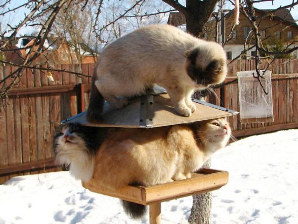 кормушка для птиц юмор