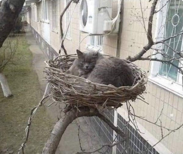 птичье гнездо