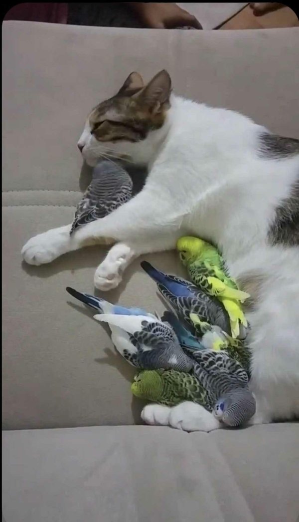 прикольные попугаи