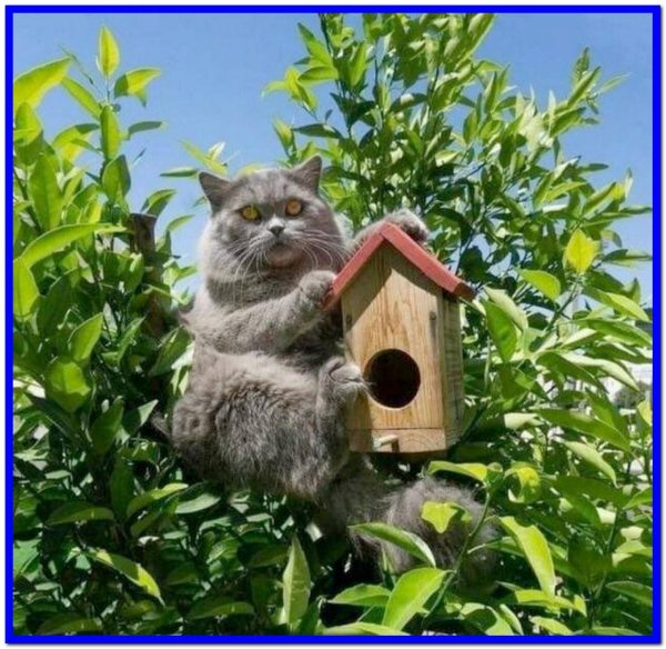 кот в скворечнике
