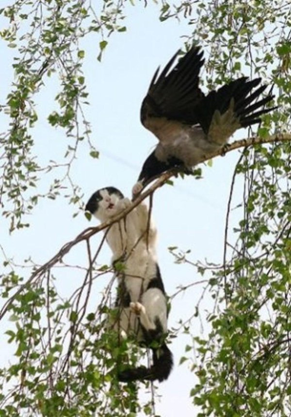 Птичка и кот