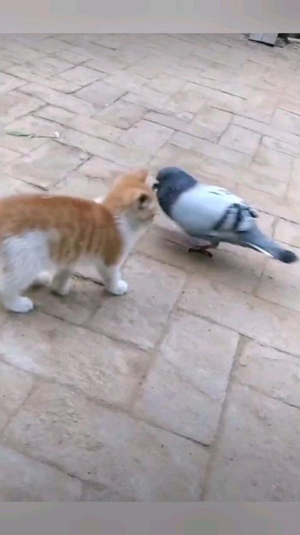 голуби смешные