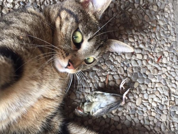 сибирский крысолов