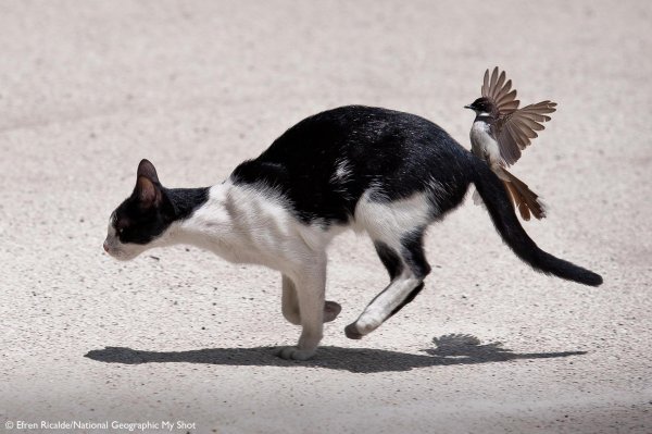 кошка поймала птицу