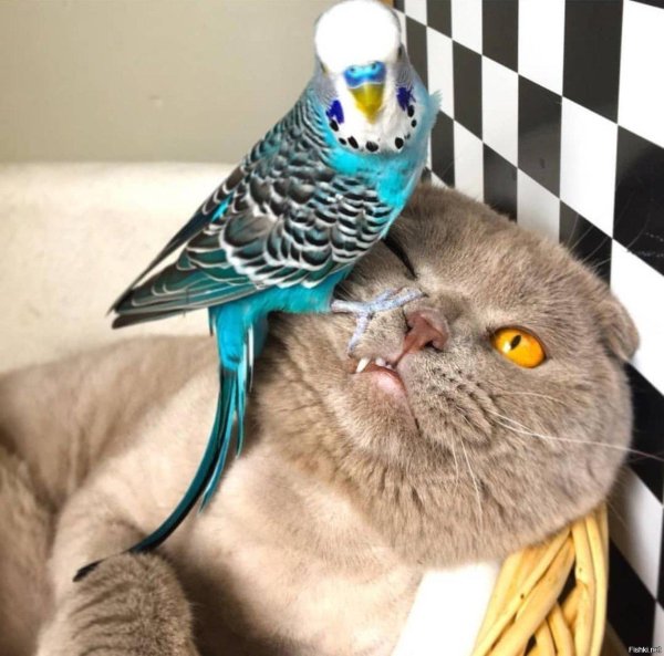 наглый попугай