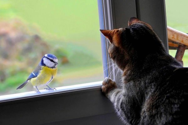 синичка стучит в окно