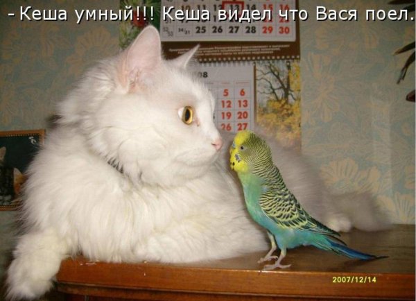 прикольные попугаи