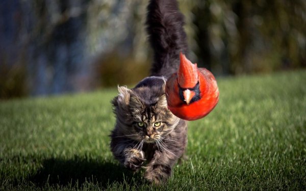 кот охотится