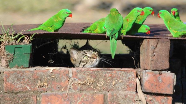 зеленые попугаи