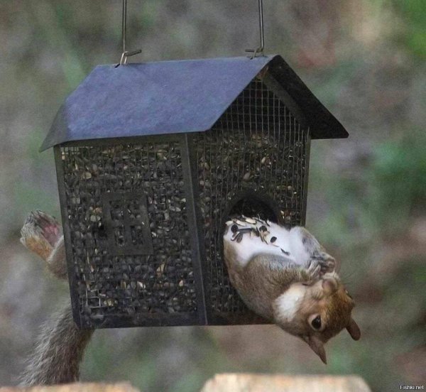 домик для белки