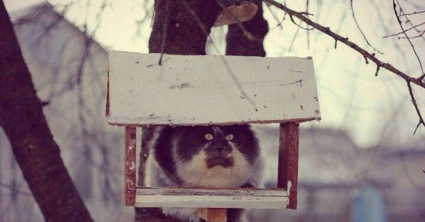 смешные кормушки для птиц