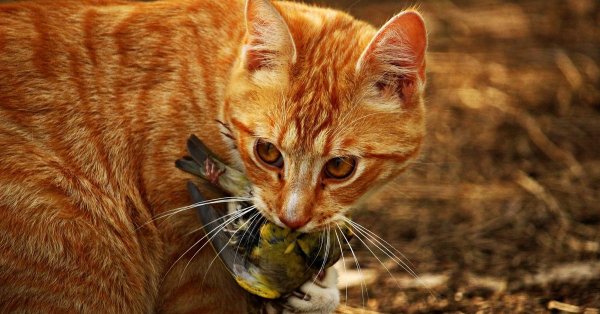 тигровый макрелевый табби рыжий