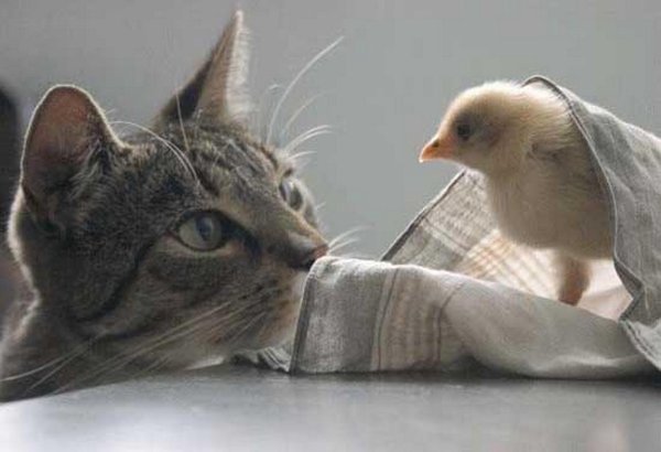 птички для кошек