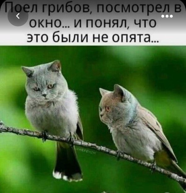 это были не опята