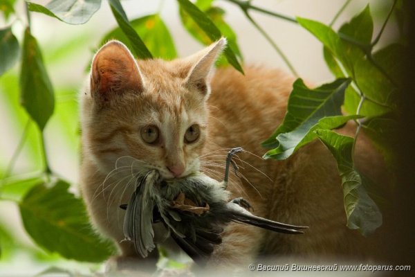 кошка ест мышь