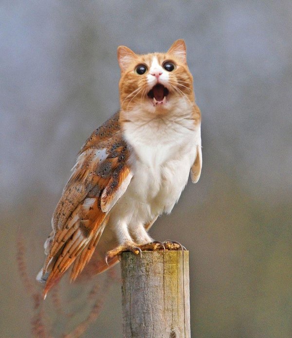 грифон котосова