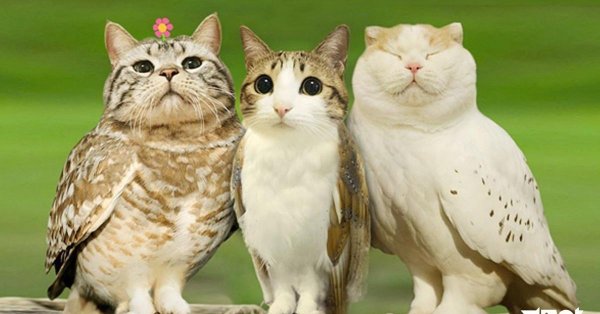 пернатая кошка