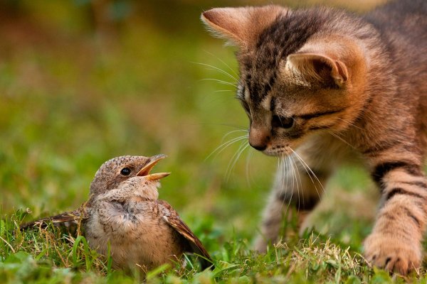 забавные животные