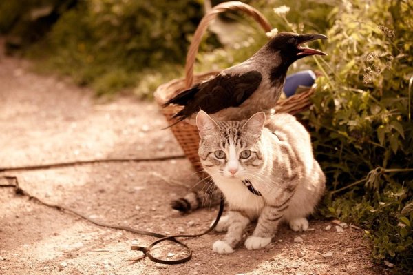 ворона ворон