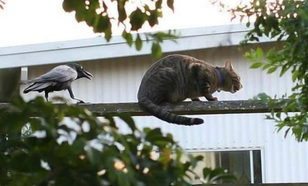 вороне бог послал