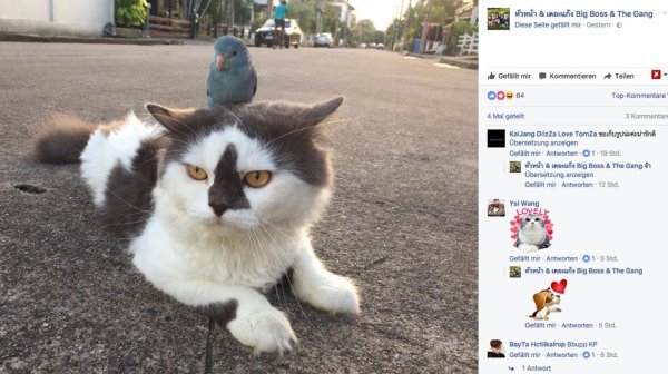 что такое кошка