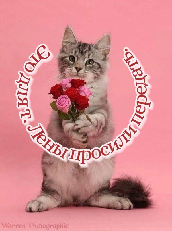 Котенок с цветами