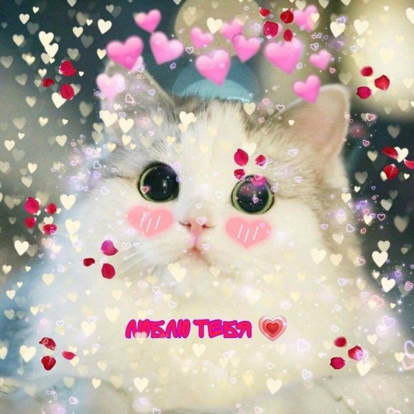 котики милые