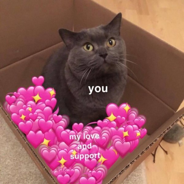 пикчи котики