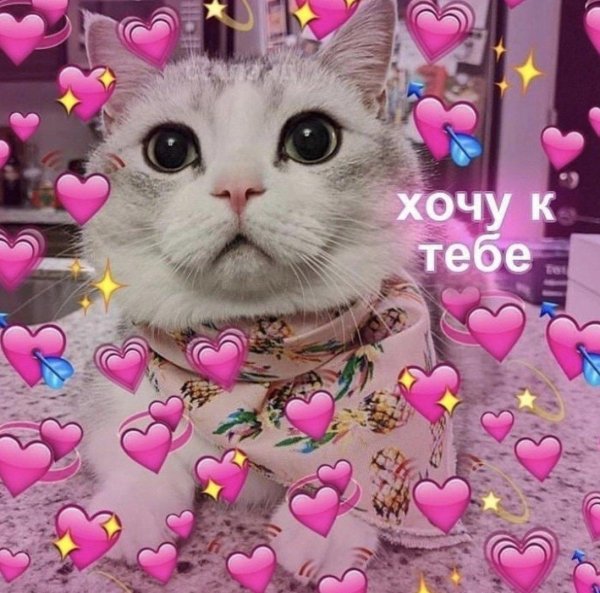 милые пикчи я тебя люблю с котами