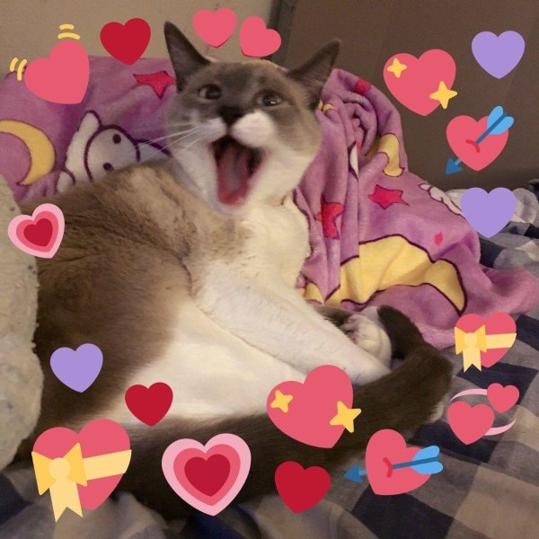 кот с сердечками